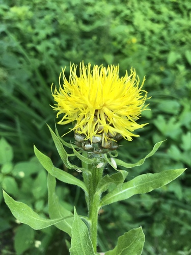 Centaurea macrocephala iNat (1)