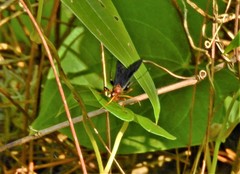 Gnamptopelta obsidianator