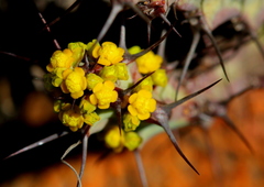 Euphorbia schinzii