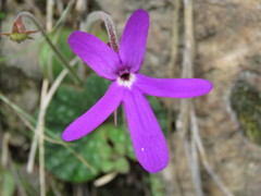 Pinguicula oblongiloba