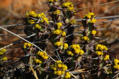 Euphorbia schinzii