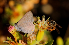 Anthene livida livida