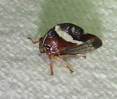 Smilia fasciata