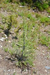 Larix occidentalis