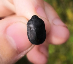 Eurygaster integriceps