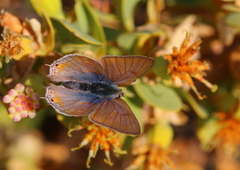 Anthene livida livida