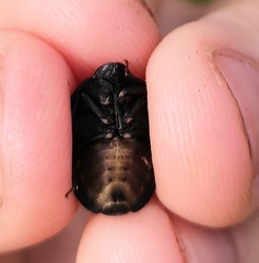 Eurygaster integriceps