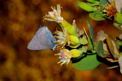 Anthene livida livida