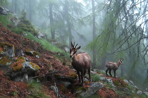 Northern Chamois