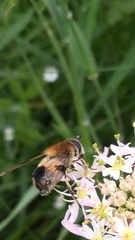 Leucozona lucorum