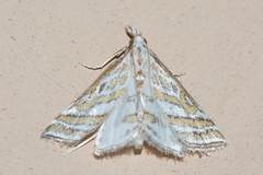 Leptosteges parthenialis