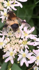 Leucozona lucorum