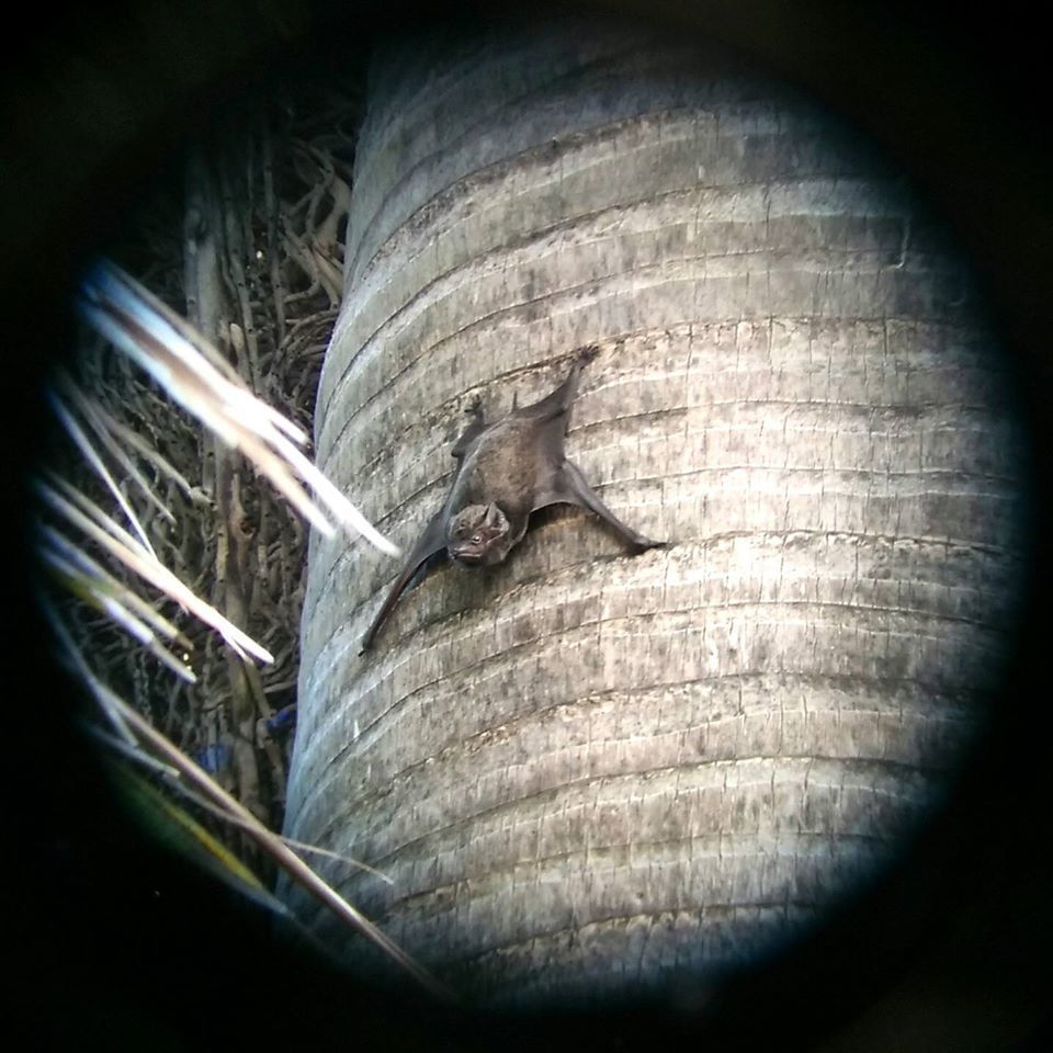 Long-Winged Tomb Bat
