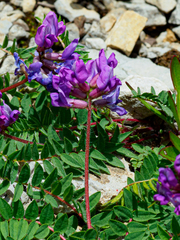 Oxytropis montana