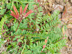 Oxytropis montana