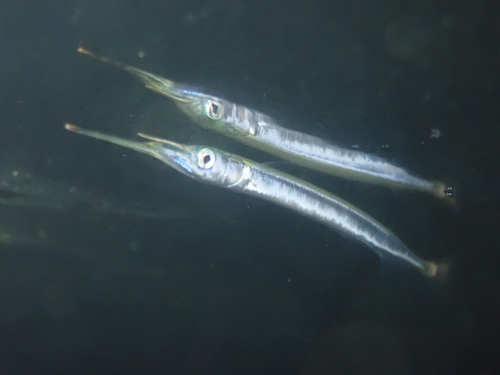 Garfish