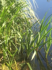 Sparganium erectum