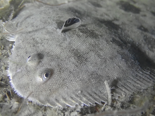 Common Sole