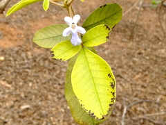 Vitex mollis