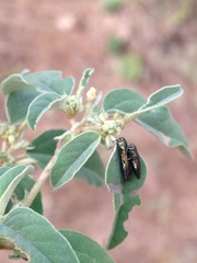 Agrilus lacustris