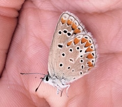 Polyommatus thersites