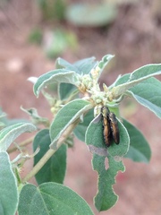 Agrilus lacustris