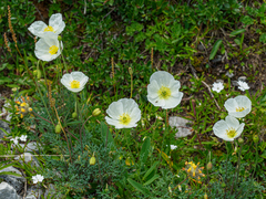 Papaver alpinum alpinum
