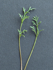 Papaver alpinum alpinum