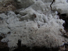 Trechispora mollusca