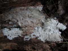 Trechispora mollusca