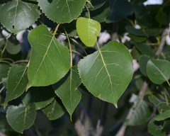 Populus deltoides deltoides