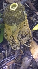 Phallus haitangensis