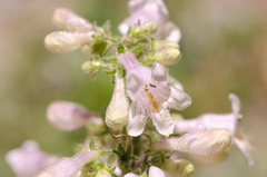 Penstemon