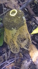 Phallus haitangensis