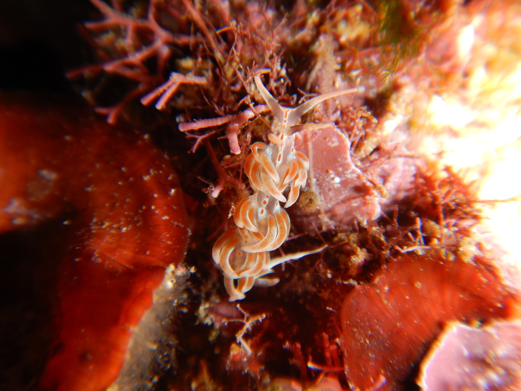 Facelina rubrovittata