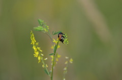 Anisoplia austriaca