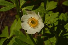 Trollius