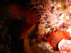 Facelina rubrovittata