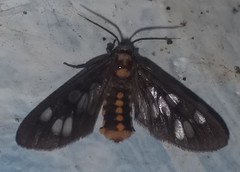 Eressa confinis
