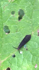 Mystacides azureus