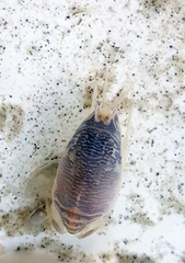 Emerita benedicti