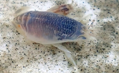 Emerita benedicti