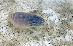 Emerita benedicti