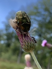 Protaetia cuprea