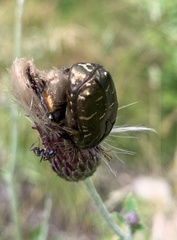 Protaetia cuprea