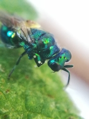 Pseudomalus violaceus