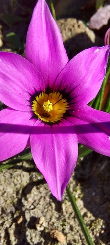 Image of Romulea cruciata by (c) Jacques van der Merwe, some rights reserved (CC BY-SA)