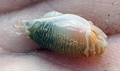 Emerita benedicti