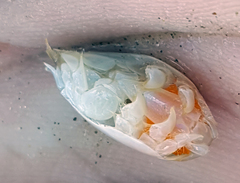 Emerita benedicti