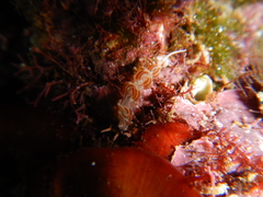 Facelina rubrovittata